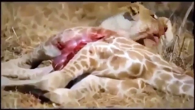 Lion Attack And kill Wild African Animals Compilation Video #HD Lion Hunting