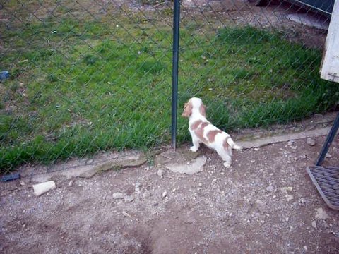 010 Femelle blenheim portée HERIANNE X INDIGO Cavalier King Charles