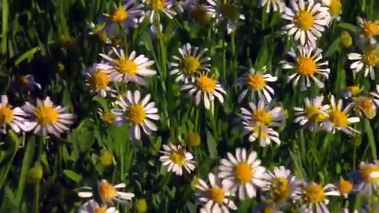 Parrots-Majestic-Birds-Nature-Documentary