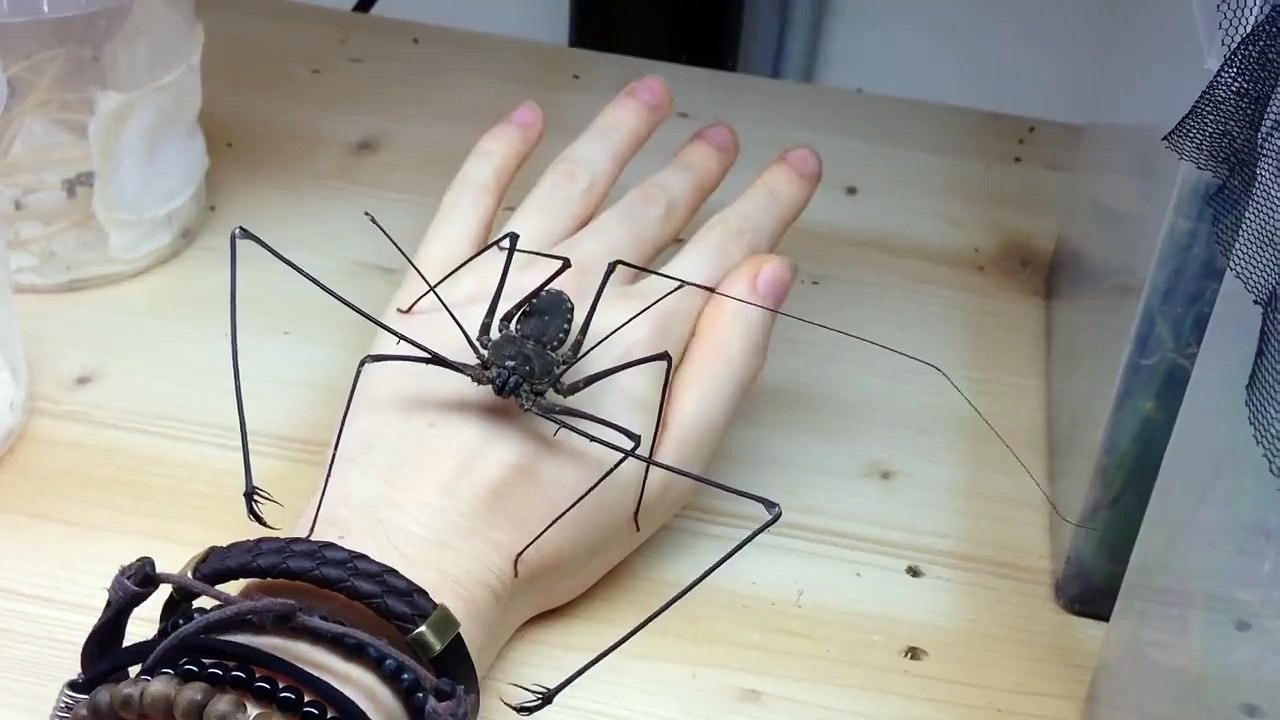 Break - Massive scary Spider As A Pet