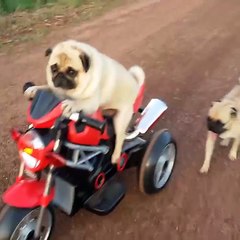 smart puppy dog Rides A Motorcycle