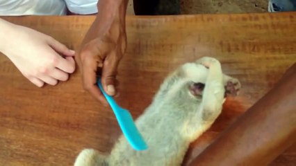 СМЕШНЫЕ ВИДЕО ПРИКОЛЫ!!!#5 Смешные Животные