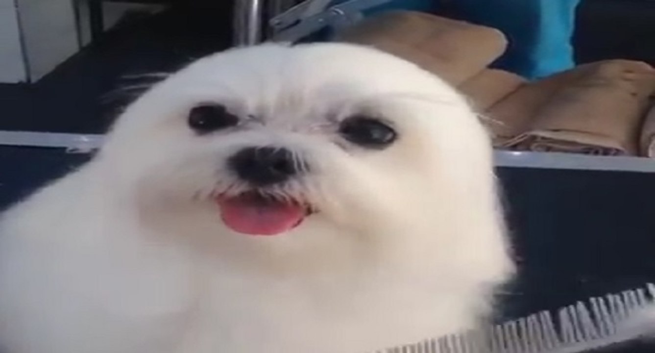 Chien ou phoque ?