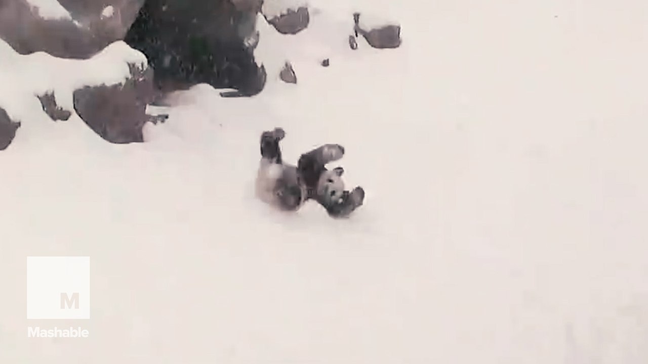 Giant panda takes a giant roll down a giant hill