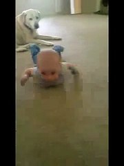 Puppy Teaches Baby To Crawl