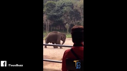 éléphant joue au foot aussi bien que Ronaldo