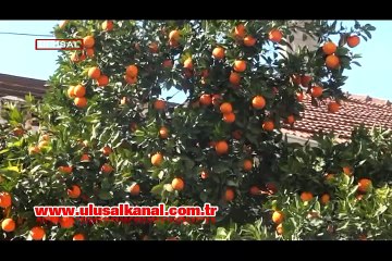 Topladıkları turunçtan reçel yapıp öğrencilere burs veriyorlar