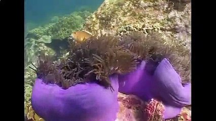 Океан.Симбиоз в океане