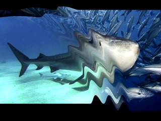 Акулы океанов