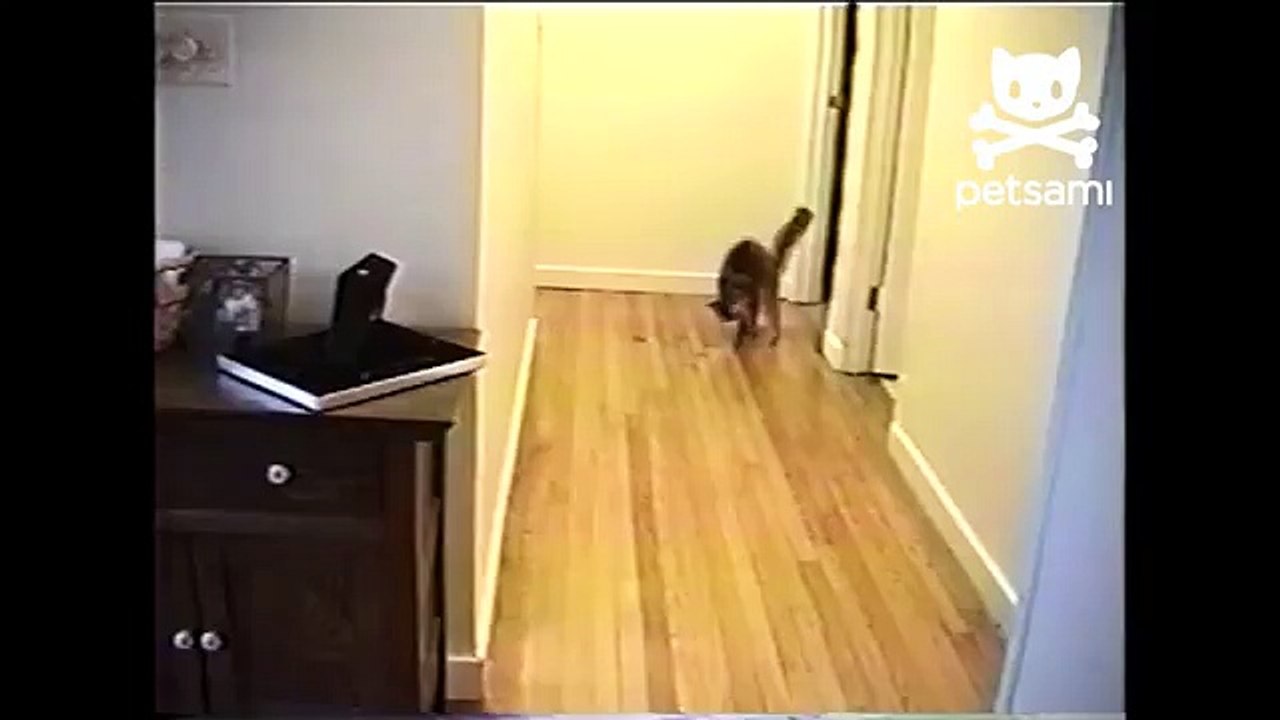 Crazy cat does parkour