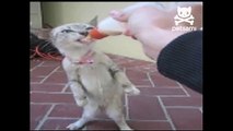 Cute kitten being bottle-fed