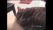 Cute snoring cat catches some zzz s