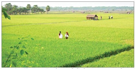 আগাম জাতের বিনা ও ব্রি ধান চাষে সফলতা