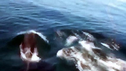 Касатки Самые опасные животные