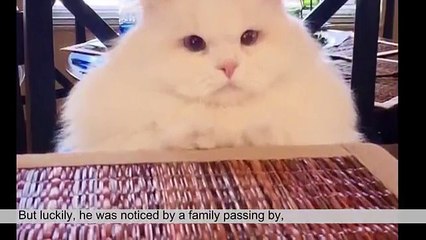 accolgono in casa un brutto gatto ma quando lo puliscono il cambiamento è sorprendente