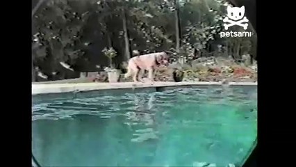 Dog dives deep into pool to grab his toy