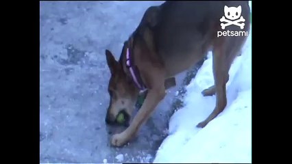 Dog gets pranked with frozen tennis ball