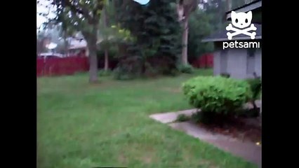 Dog has fun with helium balloon