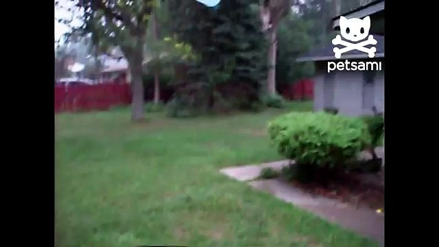 Dog has fun with helium balloon