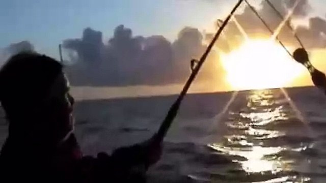 Самые опасные хищники.Барракуда.Атака на рыбу