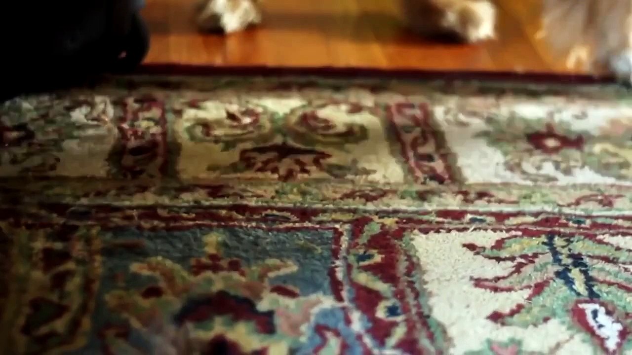 Tasmayı Dronea Bağlayıp Köpek Gezdirmek
