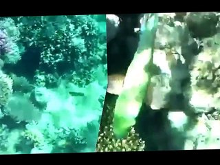 Красное море.Подводный мир