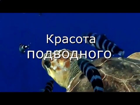 Красота подводного мира