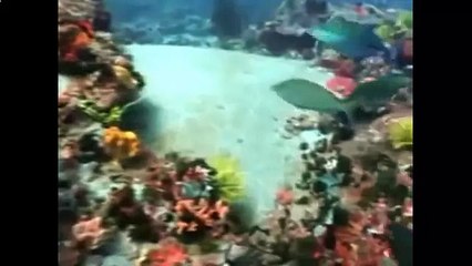 Тихий океан.Подводный мир