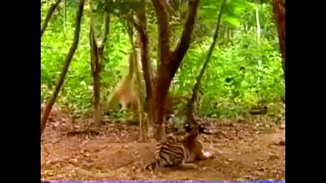 Смешные обезьяны. Подборка видео 2015