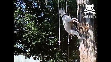 Dog runs up tree to catch toy