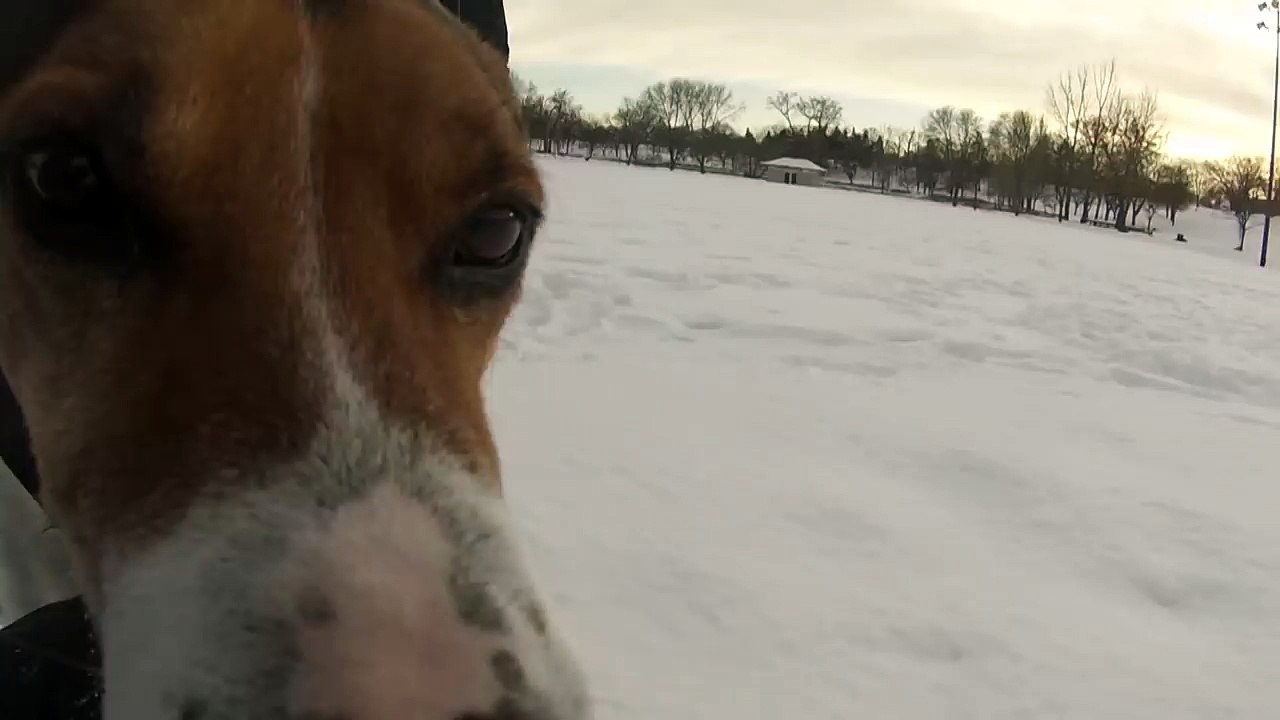 Dog Pulling a Toboggan of Kids