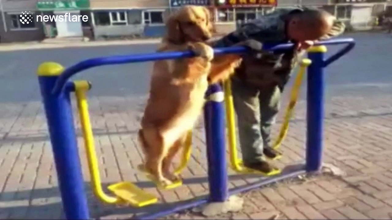 Adorable golden retriever tries exercise equipm...