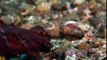 Giant pacific octopus - Wild discovery channel National Geographic documentary Animal planet