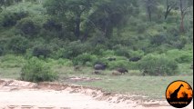 Incredible Attempt By Lions To Hunt A Buffalo - Latest Wildlife Sightings