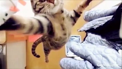 Просто замечательная подборка приколов про котов, СМОТРЕТЬ ОБЯЗАТЕЛЬНО