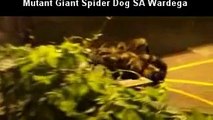 Mutant Giant Spider Dog: Very Funny Prank Video By SA Wardeg Mutant Giant Spider Dog