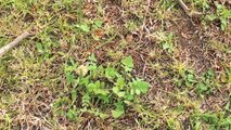 How to Remove Weeds from your Lawn-Grass