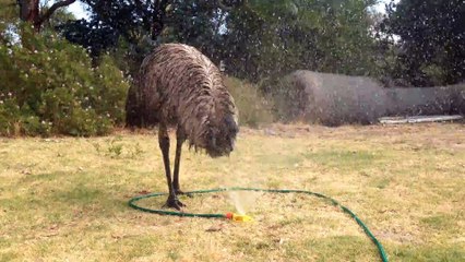Cet ému prend son bain!