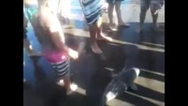 Un bébé dauphin meurt entre les mains de touristes, pour quelques photos
