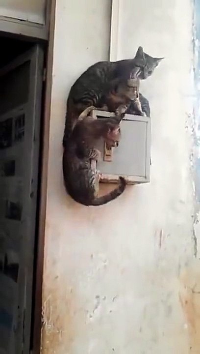 What This Car Is Doing ? Funny Cat Jumps On Wall-Top Funny Videos-Top Prank Videos-Top Vines Videos-Viral Video-Funny Fails