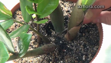 Размножение замиокулькаса - Zamioculcas propagation