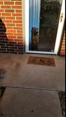 How my cat greets me everyday.