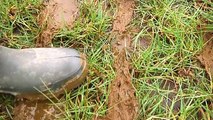 Er mag weer mest uitgereden worden op grasland - RTV Noord