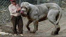 Top 10 Strongest Dogs in The World
