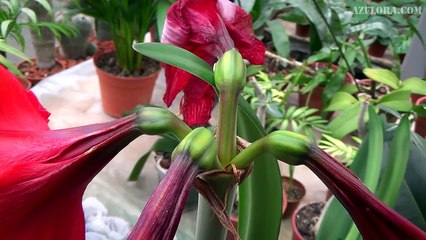 Гиппеаструм - семенное размножение, опыление и сбор семян