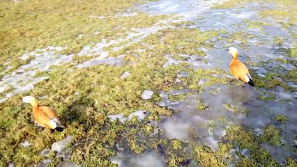 Бесстрашные утки Позируют на камеру