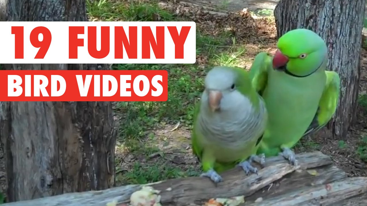 Funny bird videos 2021 sales