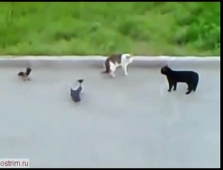 Жестоко дерутся смешные кошки коты