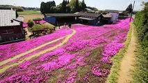 Este hombre plantó muchas flores para que su esposa ciega las oliera