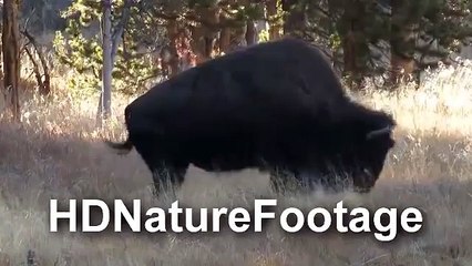Волк самец убивает взрослую самку бизона (Male wolf killing adult bison cow)